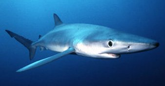 Blue-Shark