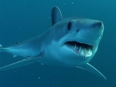 Shortfin-Mako-Shark